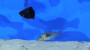 Топ рыбок для аквариума 40 литров