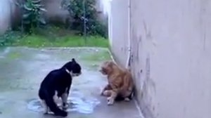 Кошачие разборки. Коты дерутся