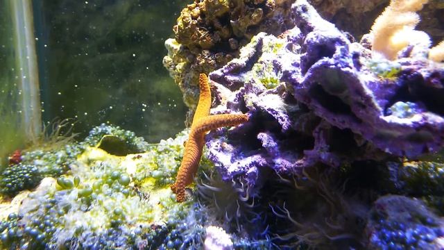 Как морская звезда спускается со скалы смотреть онлайн