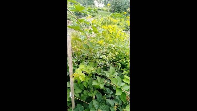 Ежевика сорт Честер и Натчез второй год после посадки. Вот-вот попробуем ягоды. смотреть онлайн