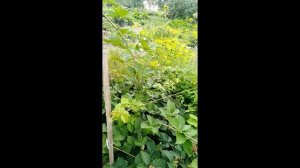 Ежевика сорт Честер и Натчез второй год после посадки. Вот-вот попробуем ягоды.