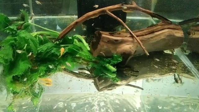 Самый хороший и доступный корм для аквариумных рыбок, как я готовлю КРАПИВУ смотреть онлайн