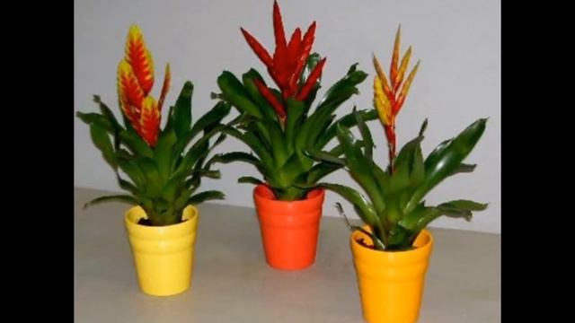 Цветы для красоты экзотика смотреть онлайн