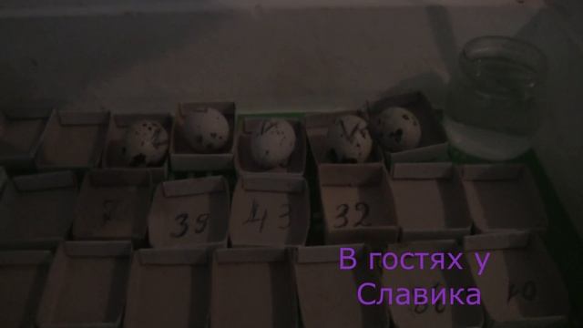 Инкубатор. Инкубация Перепелиных Яиц.
