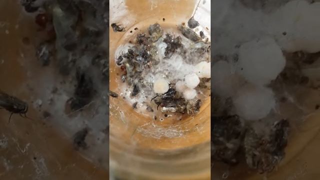 STEATODA PAYKULLIANA смотреть онлайн