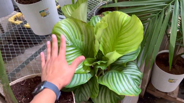 Chameleon ZZ, Stunning Ficus Varieties, & Calatheas! Home Depot Plant Shopping! смотреть онлайн