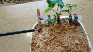Результат укоренения одноглазковых черенков винограда в опилках спустя 3 недели