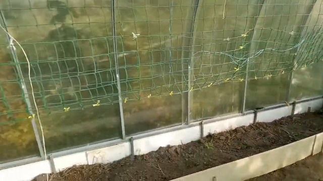 Сетка для огурцов в теплице своими руками. Как сразу сделать правильно, а не через ж... Часть №1 смотреть онлайн