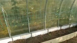 Сетка для огурцов в теплице своими руками. Как сразу сделать правильно, а не через ж...  Часть №1