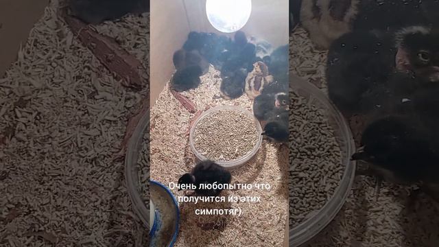 Какие красавчики!🥰🥰🥰 помесь из трех пород) смотреть онлайн
