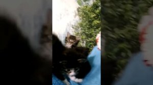 Метисы мейн куна