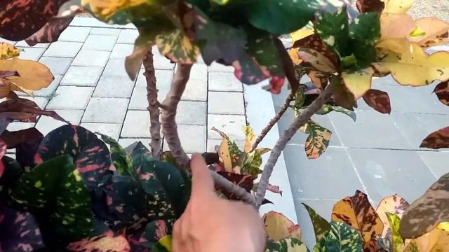 PURING/CROTON  OSCAR FULL COLOR