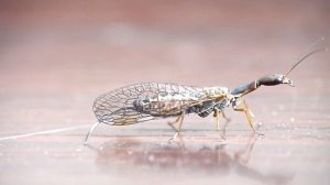 Верблюдка (Raphidioptera)