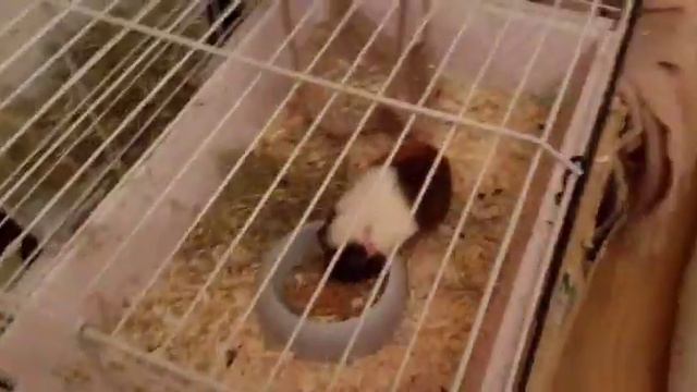 5 лайфхаков для владельцев морских свинок🐷 смотреть онлайн