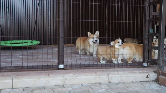 monsolana corgies смотреть онлайн