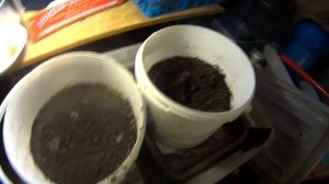 4058 Выращивание дождевых червей дома, как кормить червей?