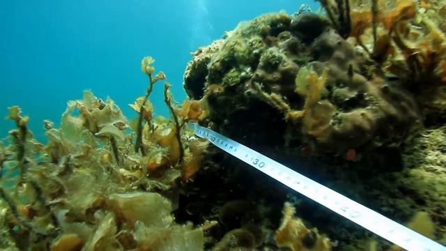 -CORAL REEF-VIDEOGRAPHER:SHUKI DEKEL смотреть онлайн
