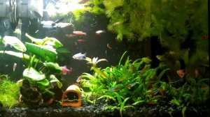 Черная борода в аквариуме. Причины появления и методы борьбы .