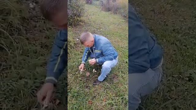 Шампиньоны на участке. Собрали сливы смотреть онлайн