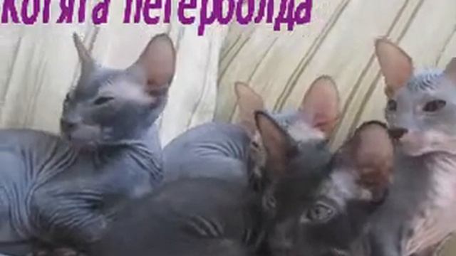 Котята петерболда смотреть онлайн