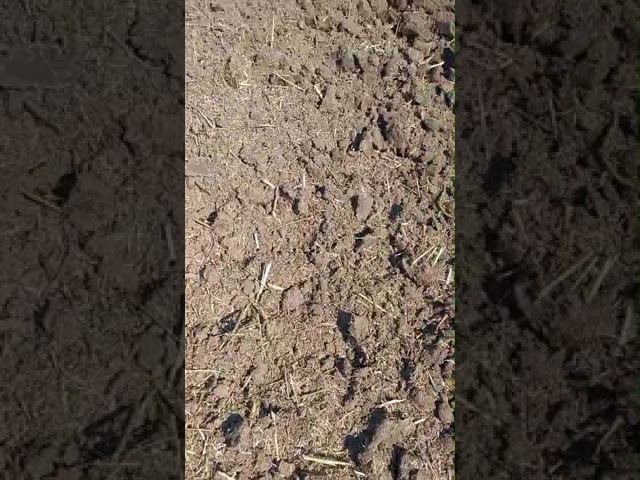 ЛДС-8 работает в Чечне. Работой довольны! #ипсергиенко #трактор #лущильник смотреть онлайн