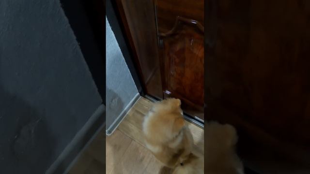 Пранк Над Собакой Белкой Стук В Дверь?❤?????????? смотреть онлайн