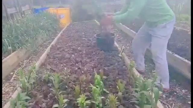 STARGAZER LILIES REPLANTING//Green Dhang смотреть онлайн