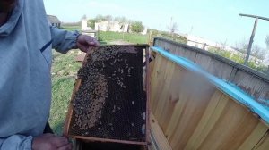 Объединение без маточных семей пчел и подсадка матки ...