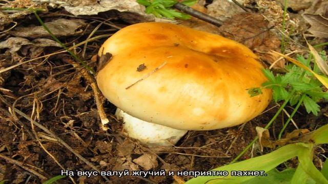 Валуй смотреть онлайн