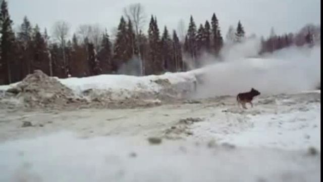 Очень везучая собака. Очень повезло смотреть онлайн
