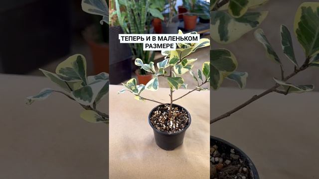 Фикус Триангулярис Свитхарт смотреть онлайн