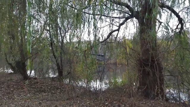 Кошачье общежитие срочно нуждается в расселении! смотреть онлайн