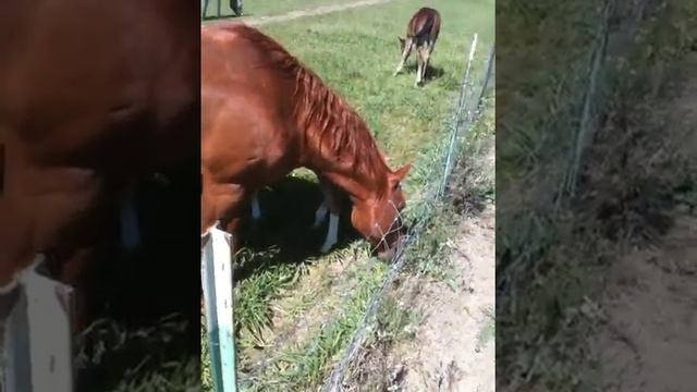 Baby horses in pasture learning to be horses - No Imprinting - Rick Gore Horsemanship смотреть онлайн