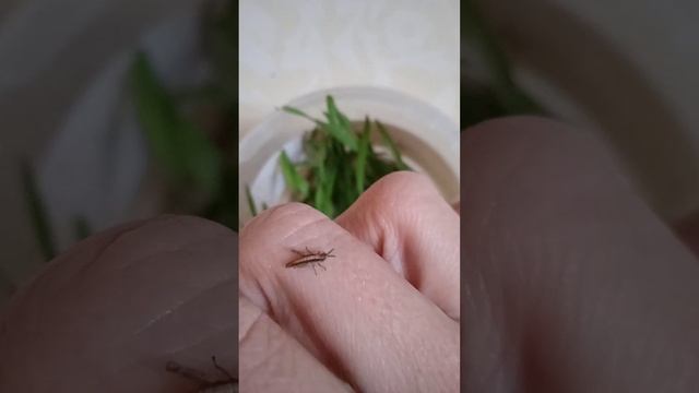 Вот, что живет у нас в доме! Кузнечики зимой.Кузнечики зимой в доме. Коники взимку. Кузнечики. смотреть онлайн