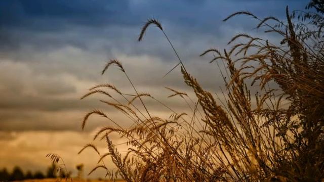 Шаганэ ты моя, Шаганэ!.. Есенин С.А. смотреть онлайн