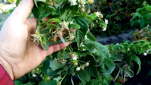 малина сорта маравилла, энросадира, состояние на 4 октября, юг ростовской области. смотреть онлайн