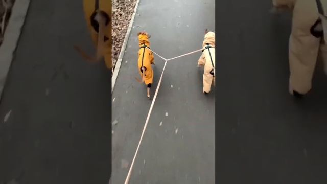 Питомник левреток. Всем сшита одежда по их меркам. Удобно, тепло, красиво! смотреть онлайн