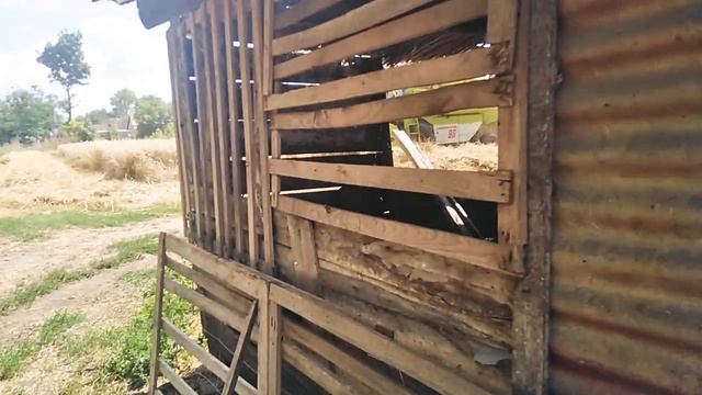 Búza aratás 2021 summer(claas dominator 96)timelaps смотреть онлайн