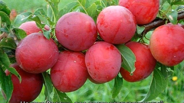 Слива Красный Шар смотреть онлайн