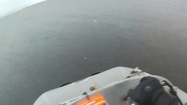 Нерпа на Финском Заливе