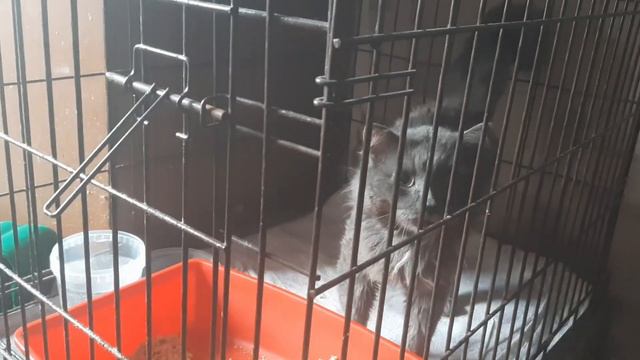 МНОГО КИСОК / ПРИЮТ / ЖИЗНЬ ПРЕКРАСНА смотреть онлайн