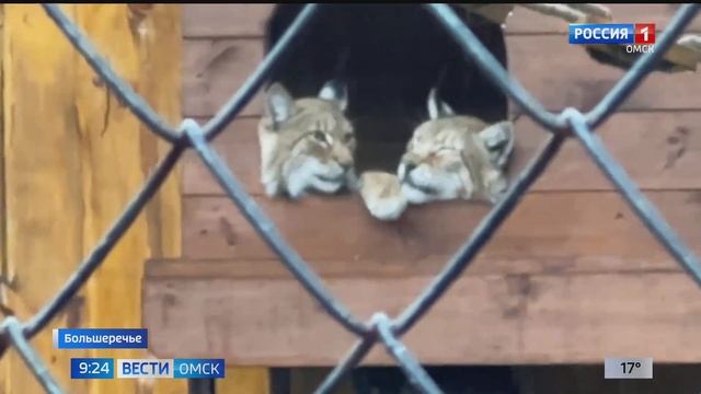 Большереченский зоопарк отметил 37-ой день рождения смотреть онлайн
