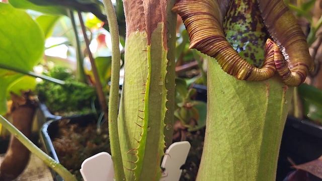 ?  Species Spotlight ?  Nepenthes Truncata (Easy Nepenthes For Windowsill)