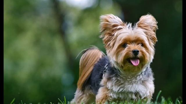 Воспитание йорка смотреть онлайн