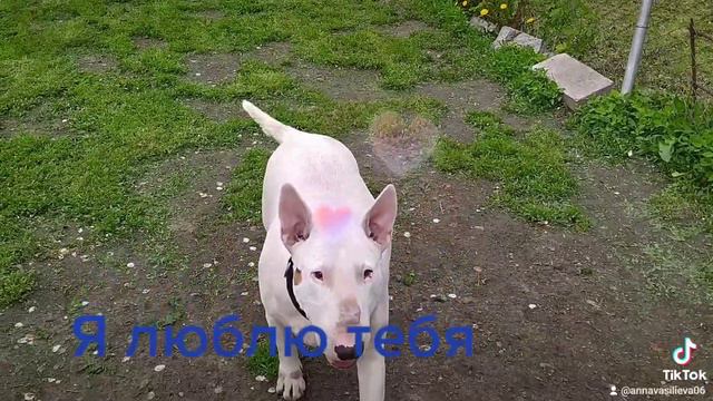 Бультерьер это не просто собака .А что бы Вы сказали своему питомцу ? смотреть онлайн