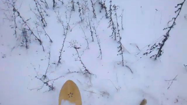 охота на зайца, почти перехитрил :) смотреть онлайн