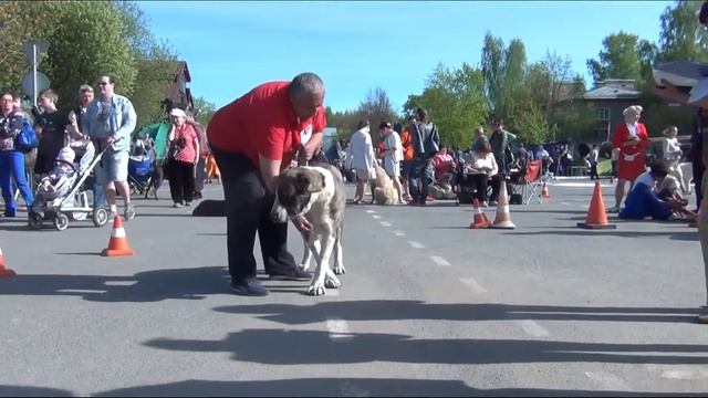 Выставка алабаев. СПб 07.05.2016. Сур - Атам Арзув (откр. сука). смотреть онлайн