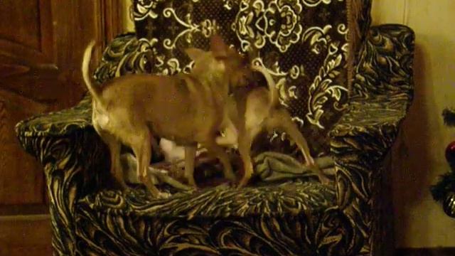 ТОЙ терьер Русский от МЭРЛИН ДОГС 8-916-117-53-38 смотреть онлайн