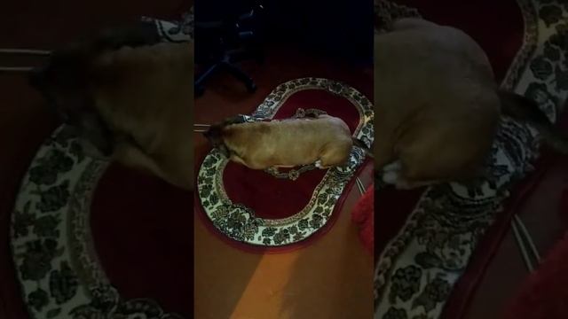 Дарина усы вытирает после ужина... смотреть онлайн