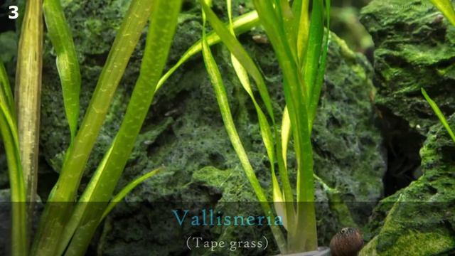 PLANTS THAT DON'T NEED SOIL | PLANTS THAT GROW ON WOOD AND ROCKS | No Substrate Plants смотреть онлайн